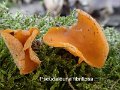 Pseudaleuria fibrillosa-amf2207